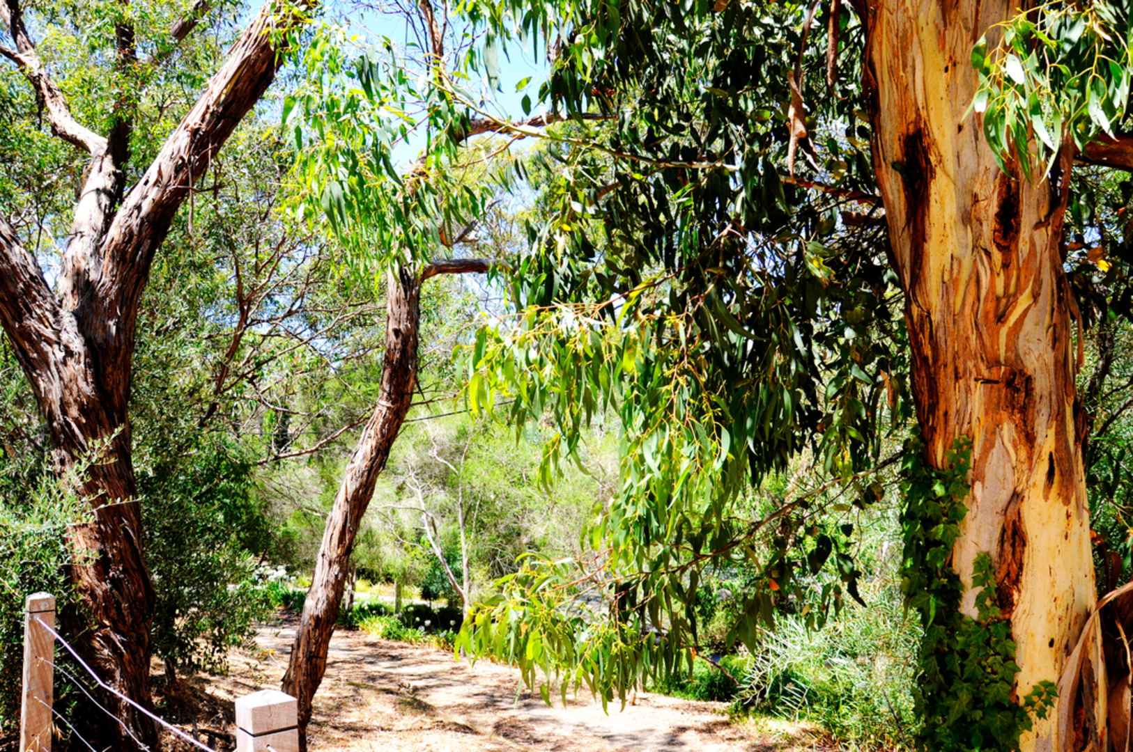 An image depicting the trail Heritage Tree Walk - Belair National Park and its surrounding area.