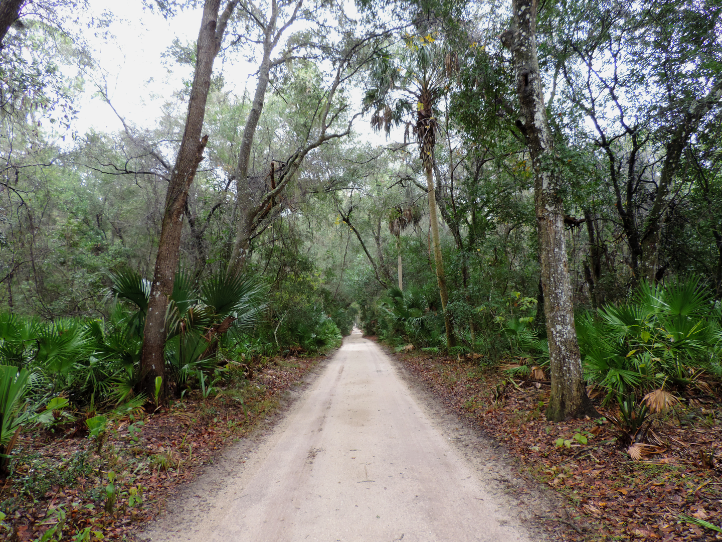 An image depicting the trail Florida National Scenic Trail and its surrounding area.