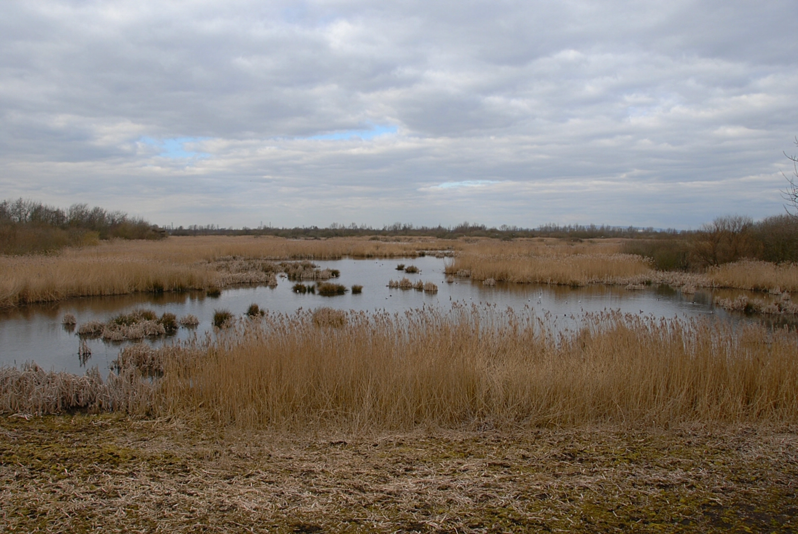 An image depicting the trail Woolson Eyes and its surrounding area.