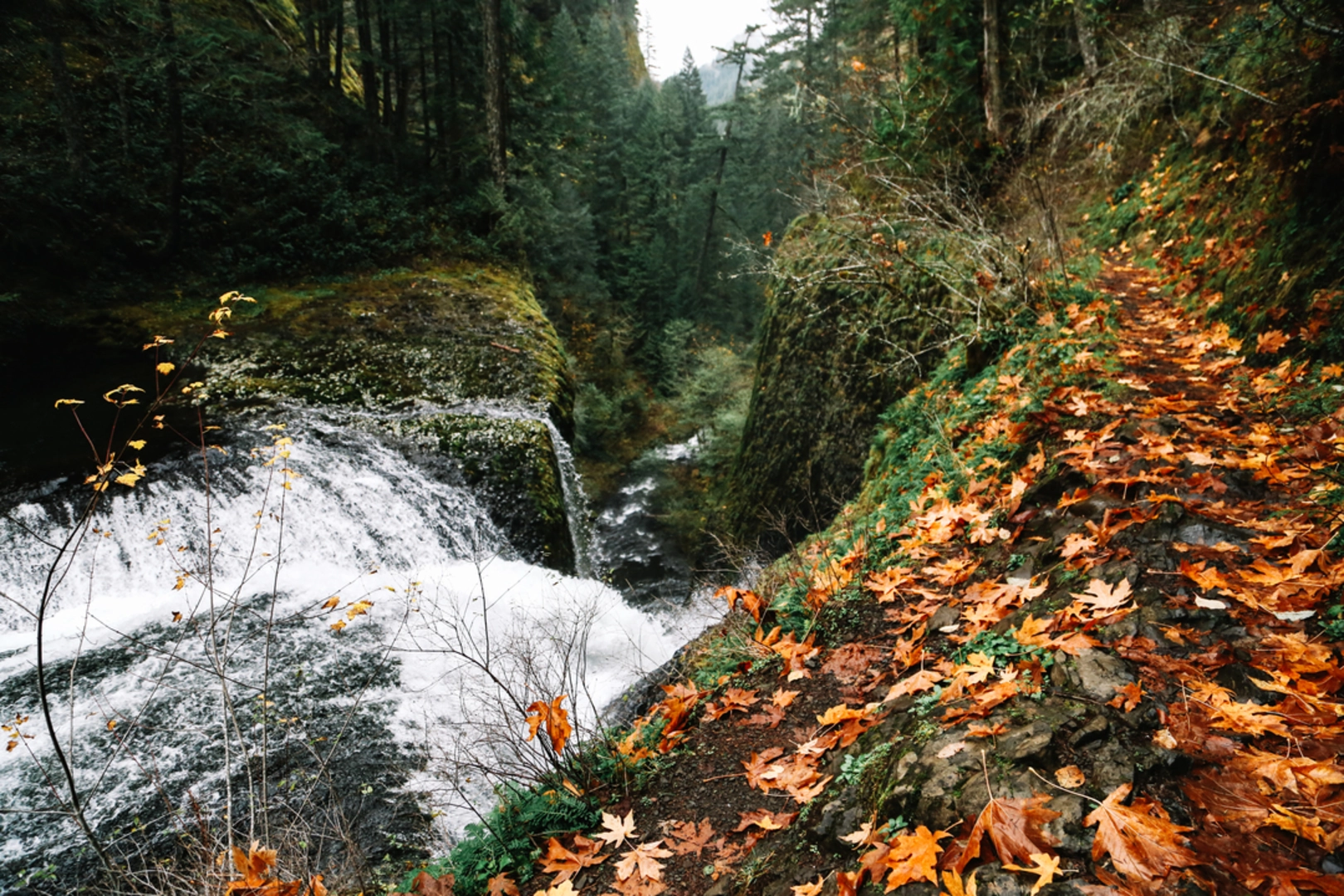 An image depicting the trail Eagle Tanner Trail via Pacific Crest Trail and its surrounding area.