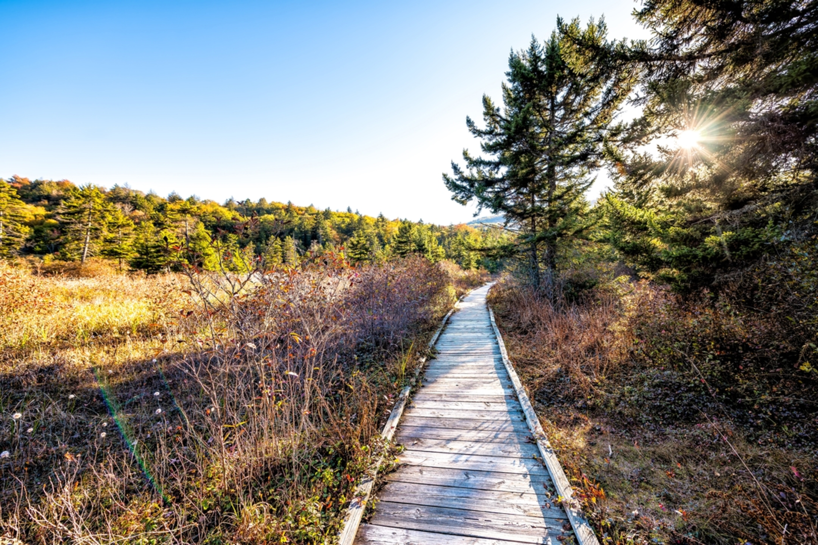 An image depicting the trail Big Beechy Trail and its surrounding area.