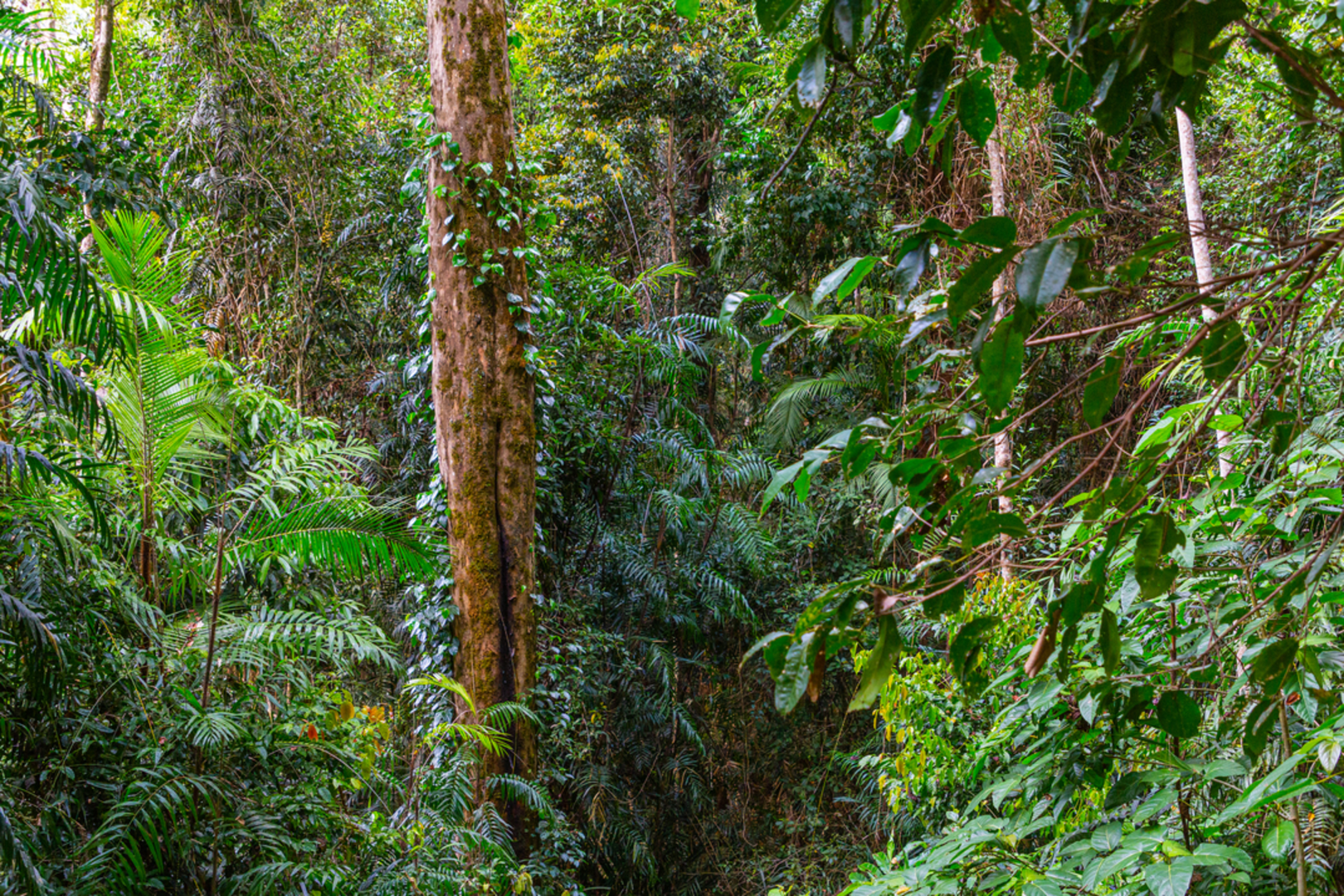 An image depicting the trail Gorrell Track and its surrounding area.