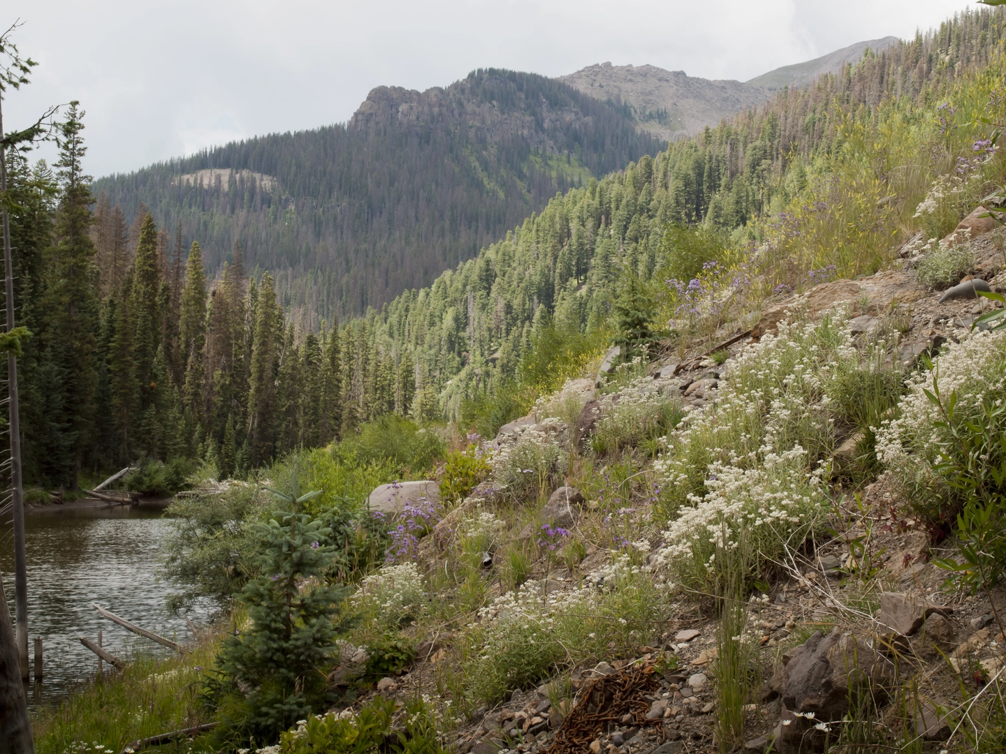 An image depicting the trail Weminuche Pass Continental Divide Loop and its surrounding area.