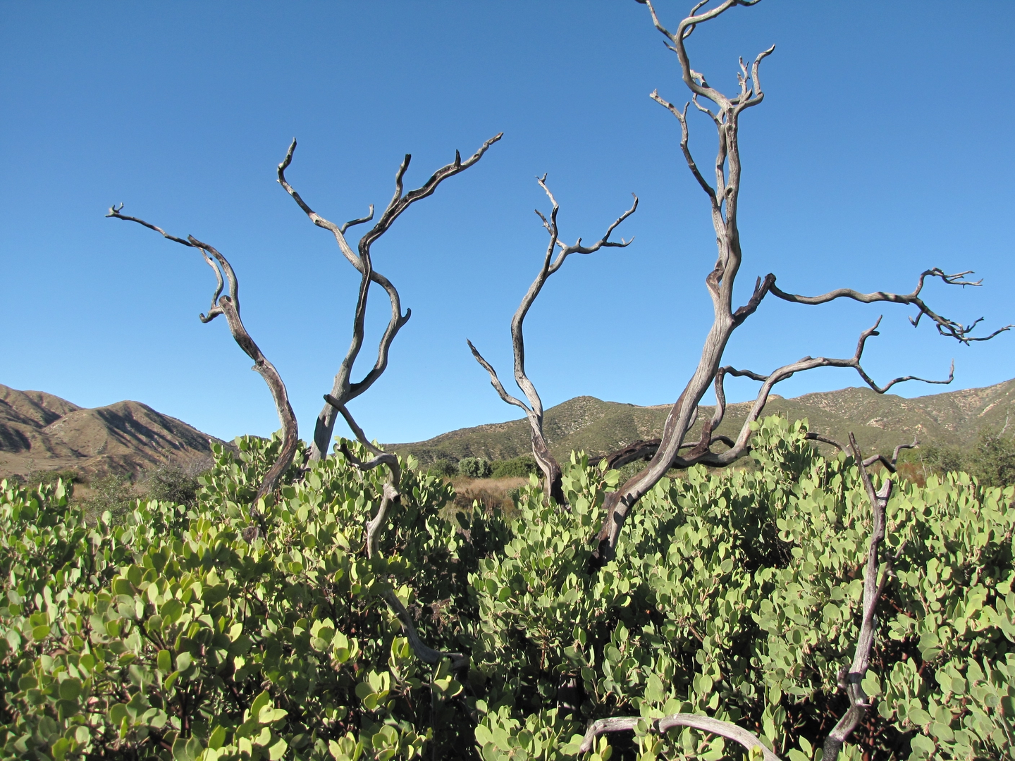 An image depicting the trail Oak Tree and McCullough Loop and its surrounding area.