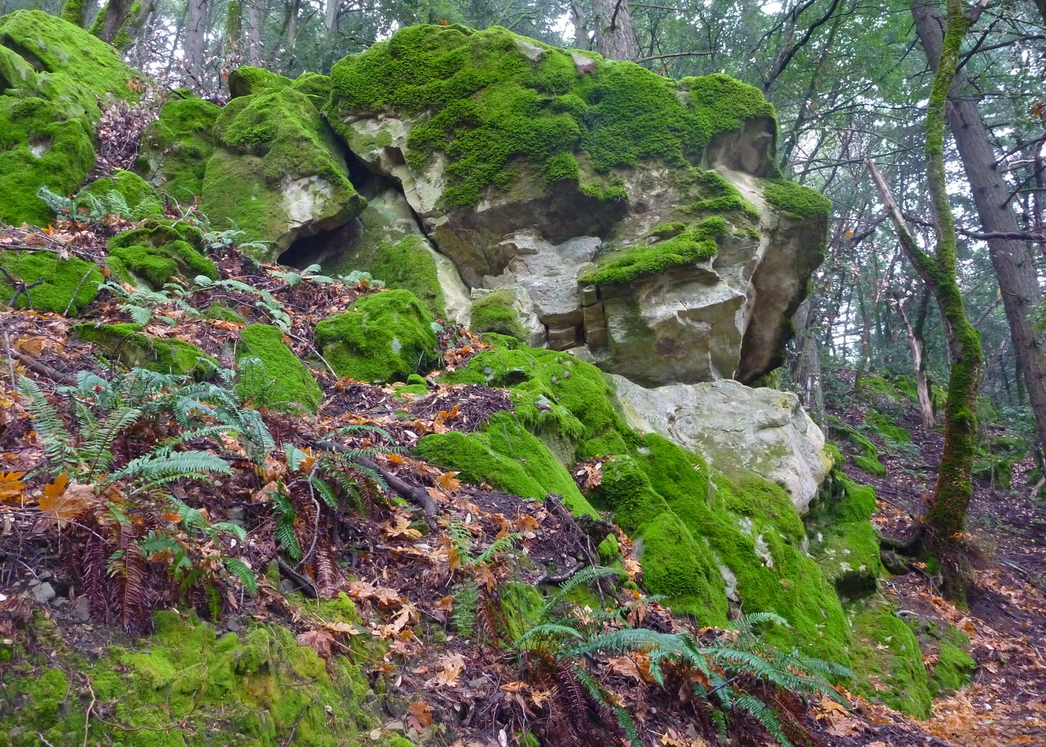 An image depicting the trail The Peak via Skyline Trail and its surrounding area.