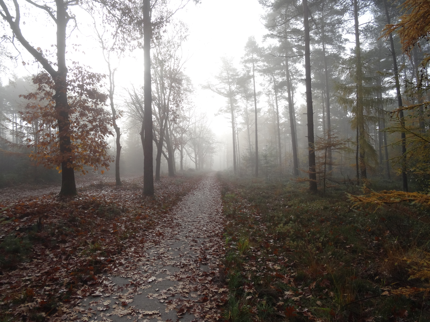 An image depicting the trail Zwolse Bos, Tonnenberg and Maasbos Loop and its surrounding area.