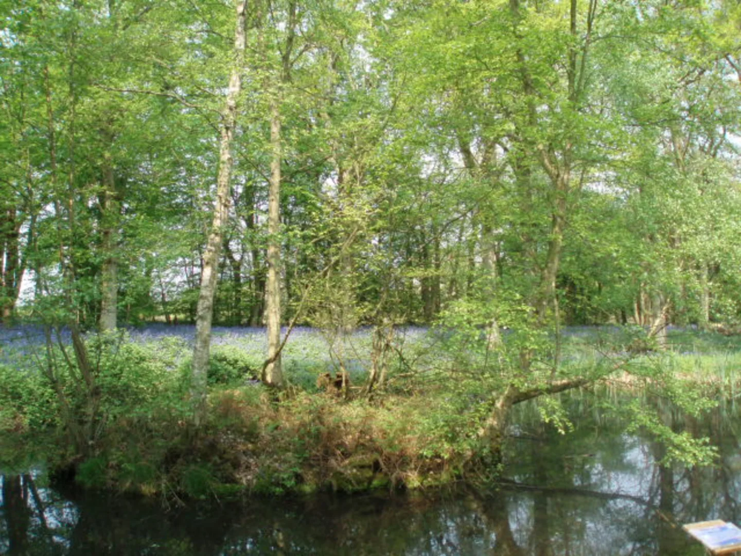 An image depicting the trail Abbots Wood Loop and its surrounding area.