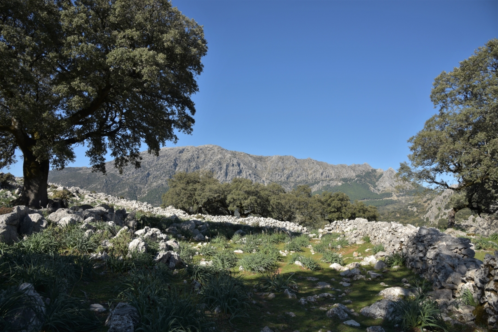 An image depicting the trail The Tower SL A 117 and its surrounding area.