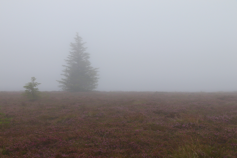 Broomy Law and Lucken Head Loop