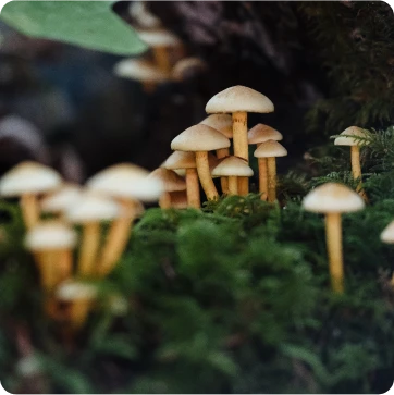 Are there dangerous plants in Rhode Island?