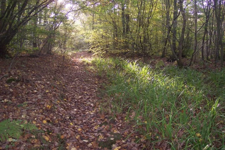 Ellenden Wood and Victoria Wood Loop