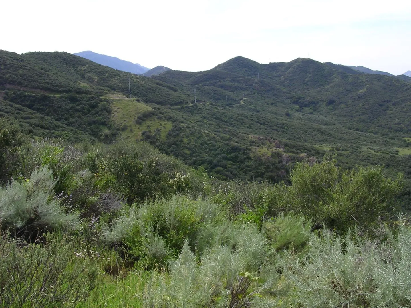 An image depicting the trail Los Robles Trail West and its surrounding area.