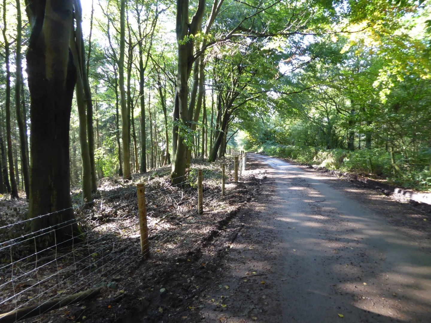 An image depicting the trail Dales Wood and Uffmoor Wood Loop and its surrounding area.
