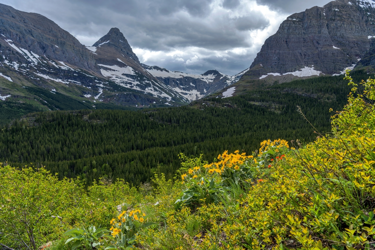 Swiftcurrent Pass Trail