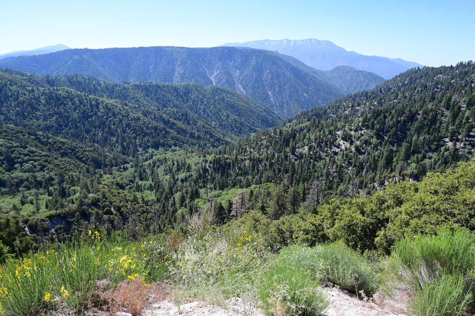 An image depicting the trail Pine Mountain via Acorn Trail and its surrounding area.