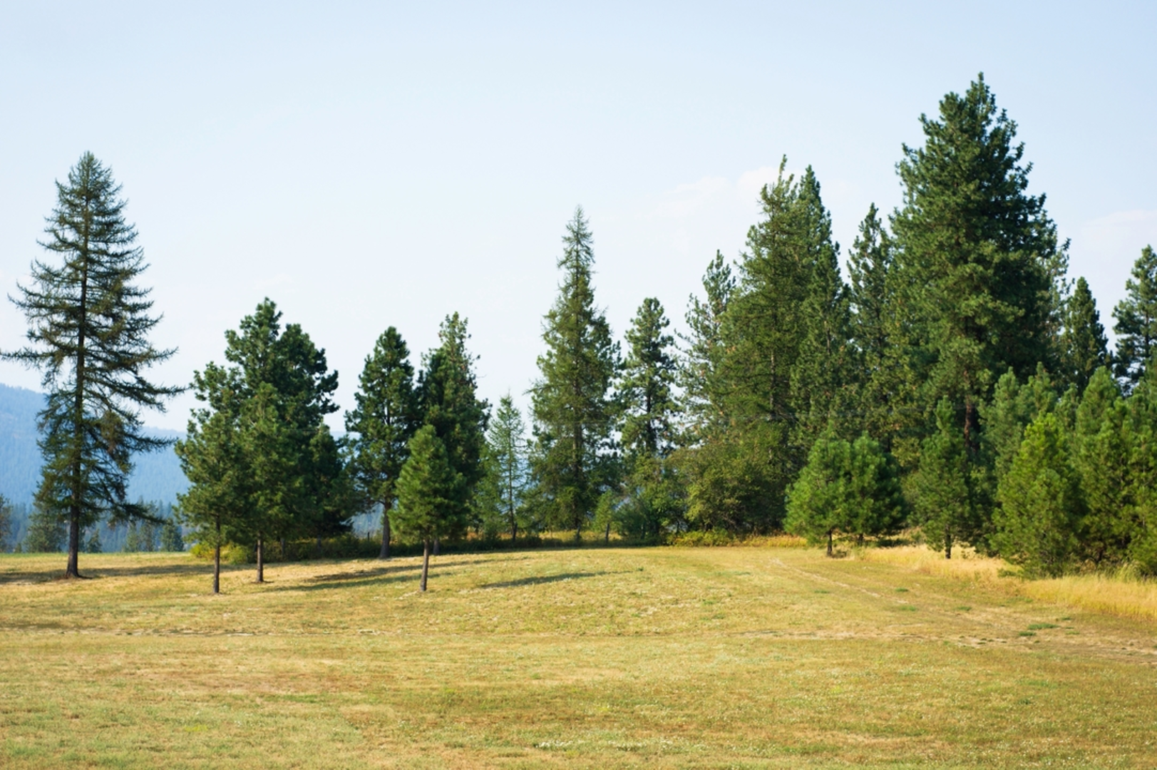 An image depicting the trail Chewelah Mountain Summit Trail and its surrounding area.