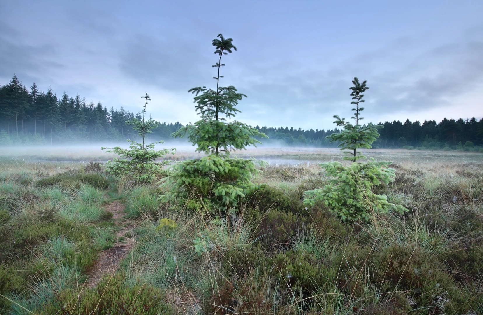 An image depicting the trail Oosthalen, Amelle and Jacob Trippad Loop and its surrounding area.