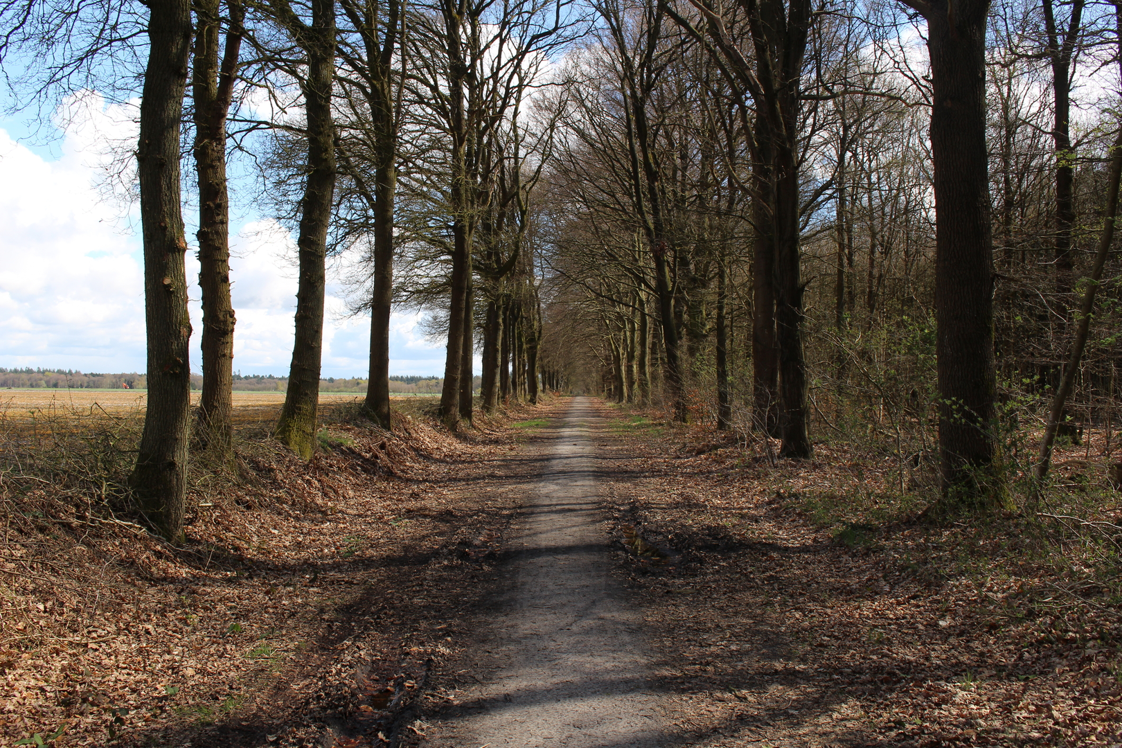 An image depicting the trail Poolshoogte Loop and its surrounding area.