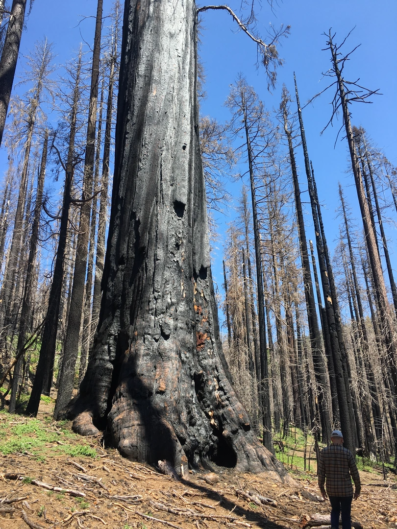 An image depicting the trail Nelder Grove Campground Loop and its surrounding area.