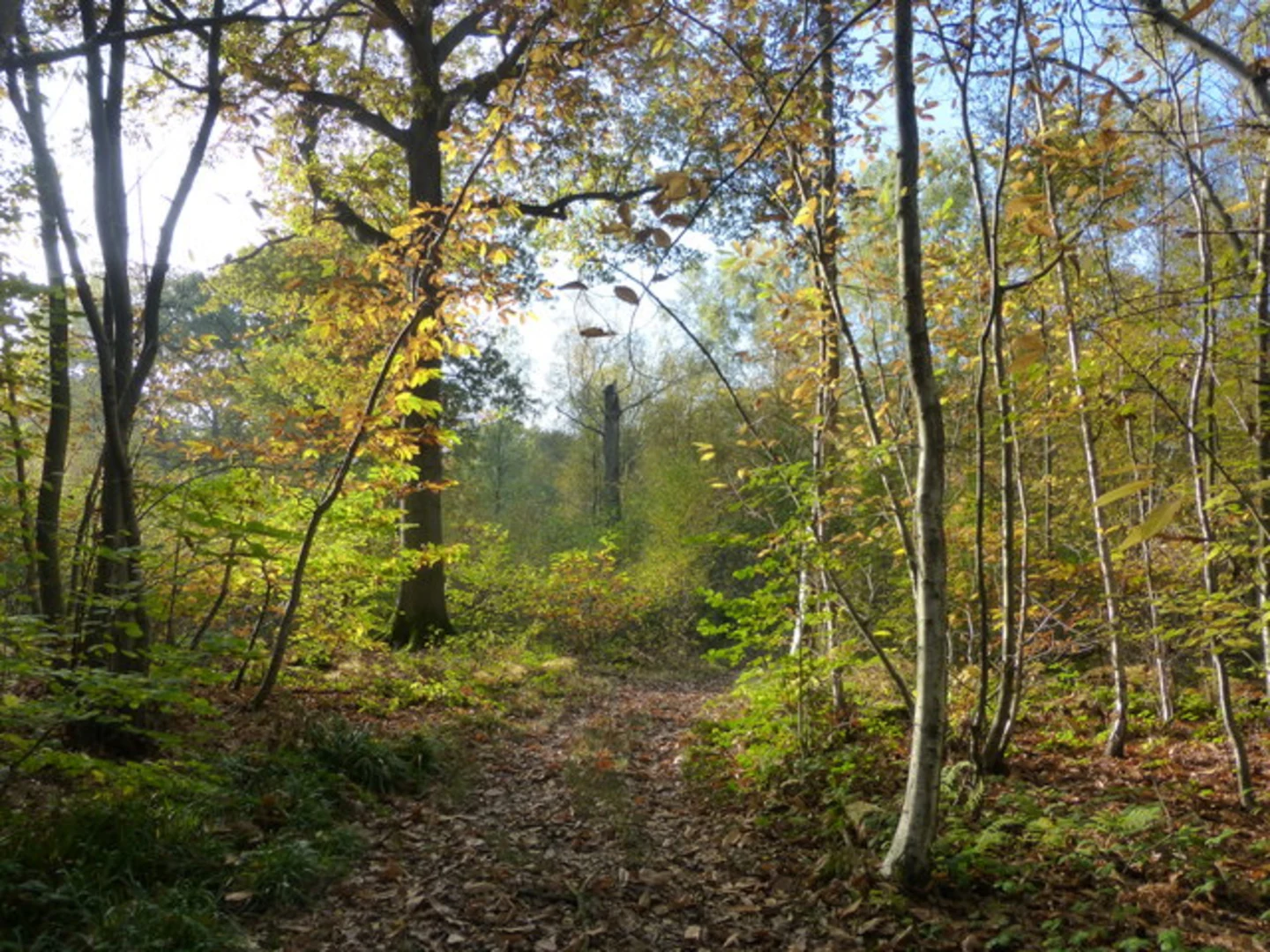 An image depicting the trail Black and Green Loop Trail and its surrounding area.