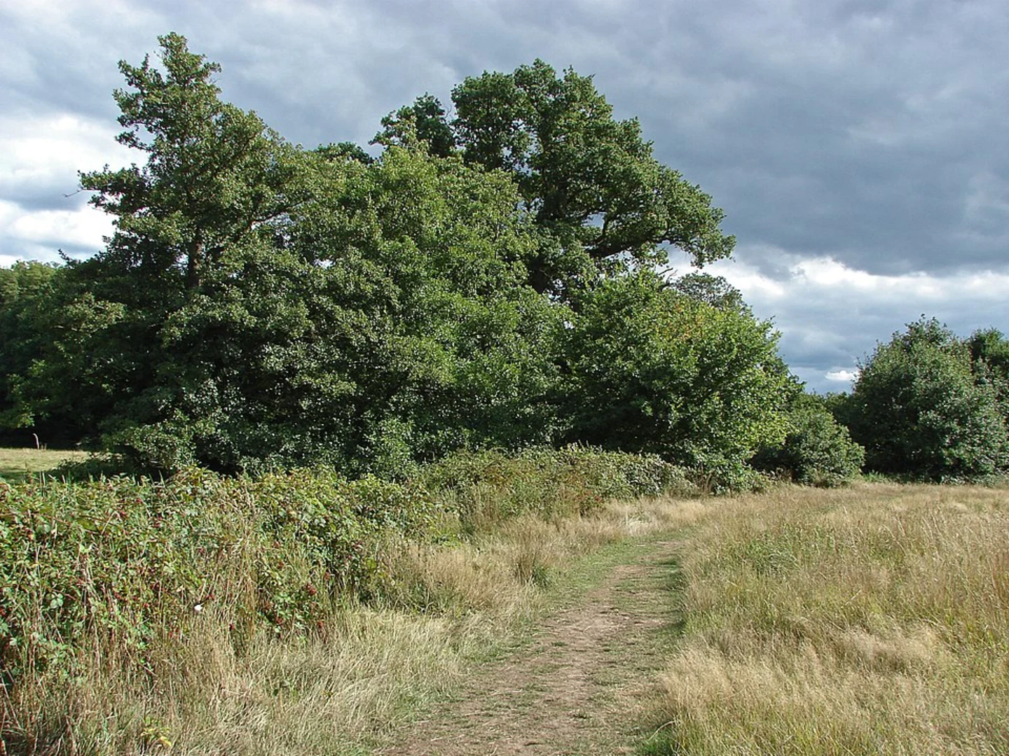 An image depicting the trail Eversley and Three Castles Path Loop and its surrounding area.
