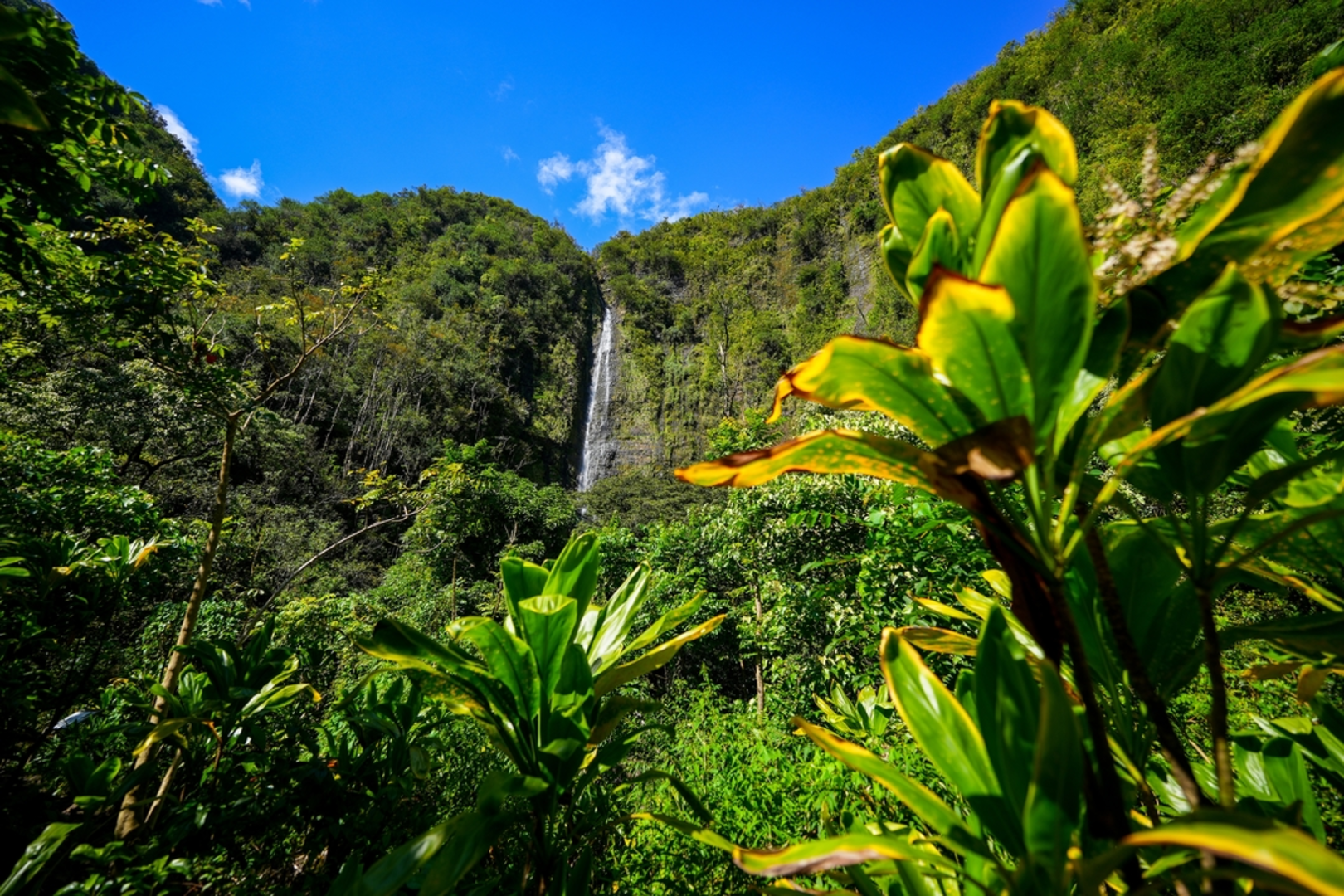 An image depicting the trail Waimoku Falls via Pipiwai Trail and its surrounding area.