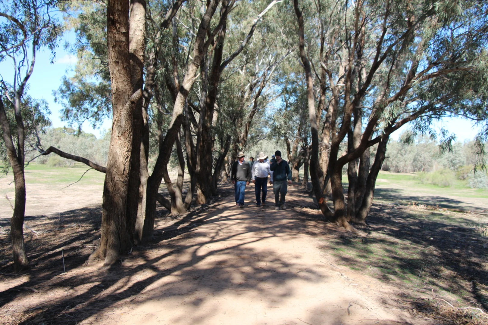 An image depicting the trail Warrego Floodplain Track and its surrounding area.