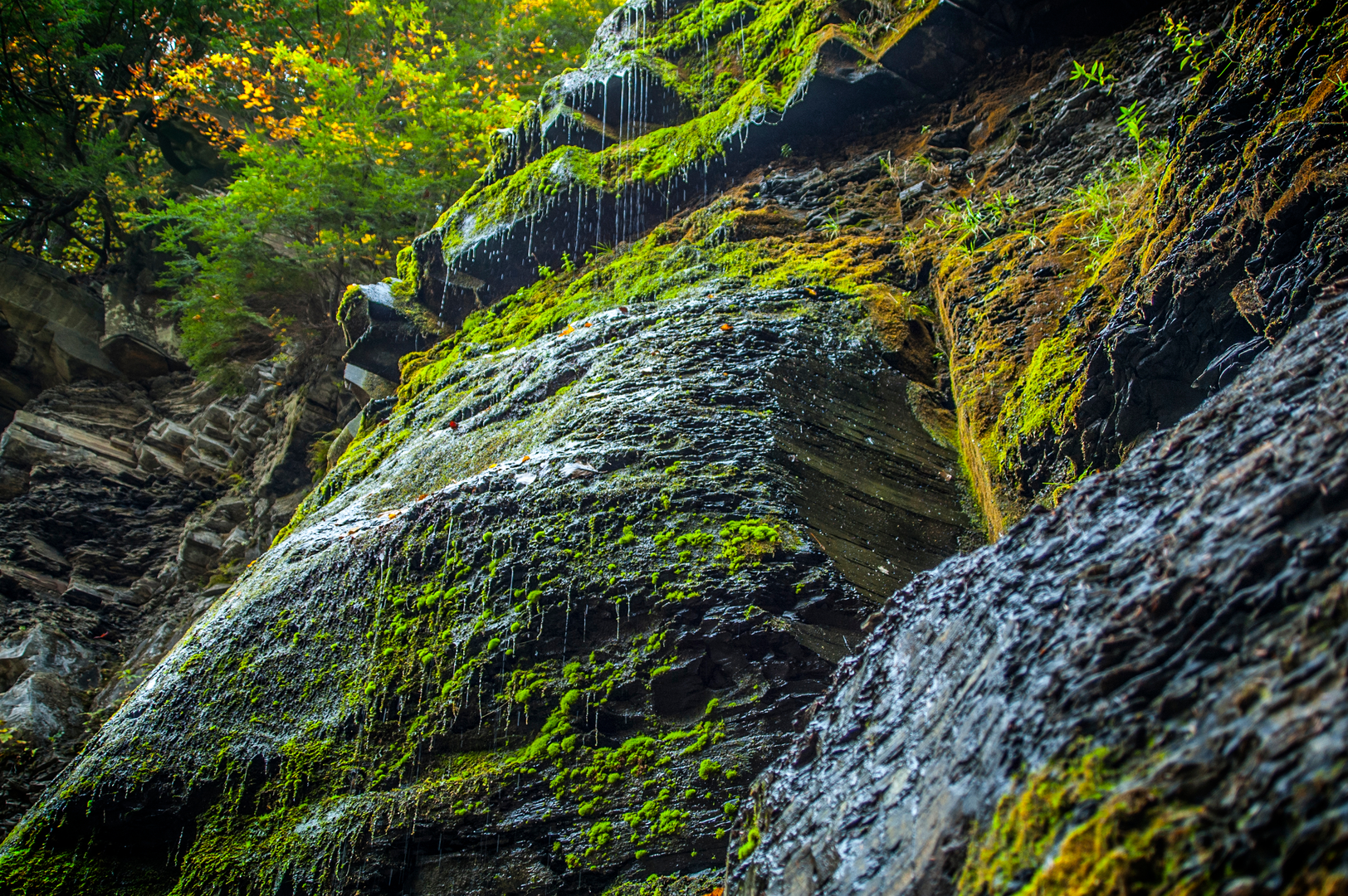 An image depicting the trail Rynex Creek Falls via Highland Trail, Blue Trail and Red Trail and its surrounding area.