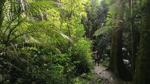 Kohekohe Walk