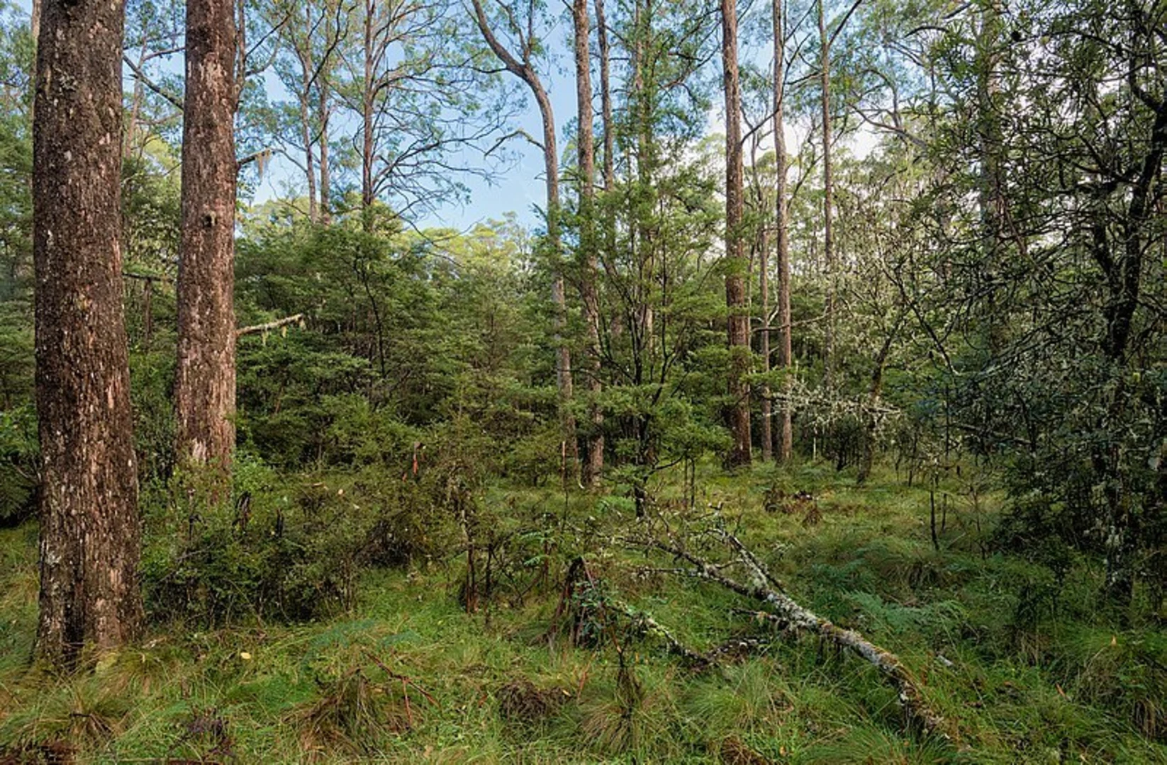 An image depicting the trail Tea Tree Falls Track and its surrounding area.