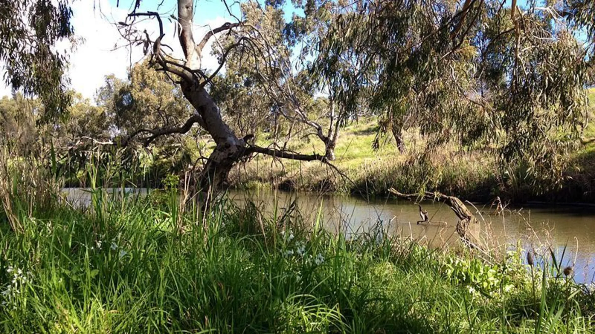 An image depicting the trail Kororoit Creek Trail - Albion to Sunshine West and its surrounding area.