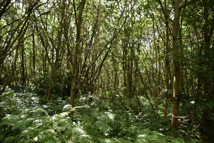 Louisa Forest and Bedgebury Forest Loop