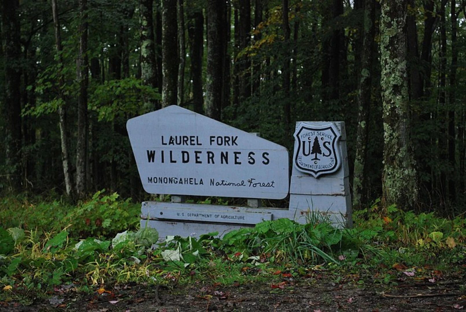 An image depicting the trail Laurel Fork South Trail and its surrounding area.