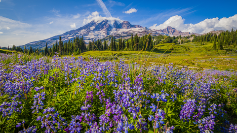 Judkin Trail via Cowlitz Trail
