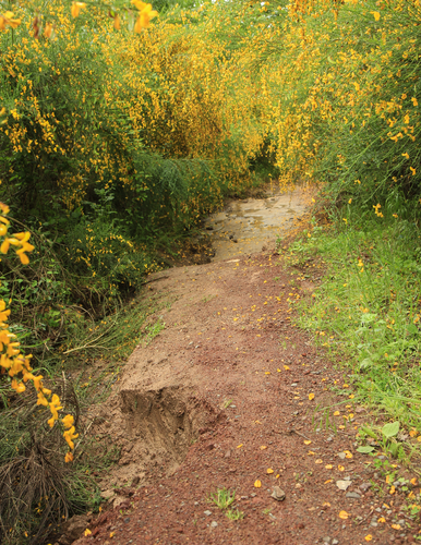 Via Francigena