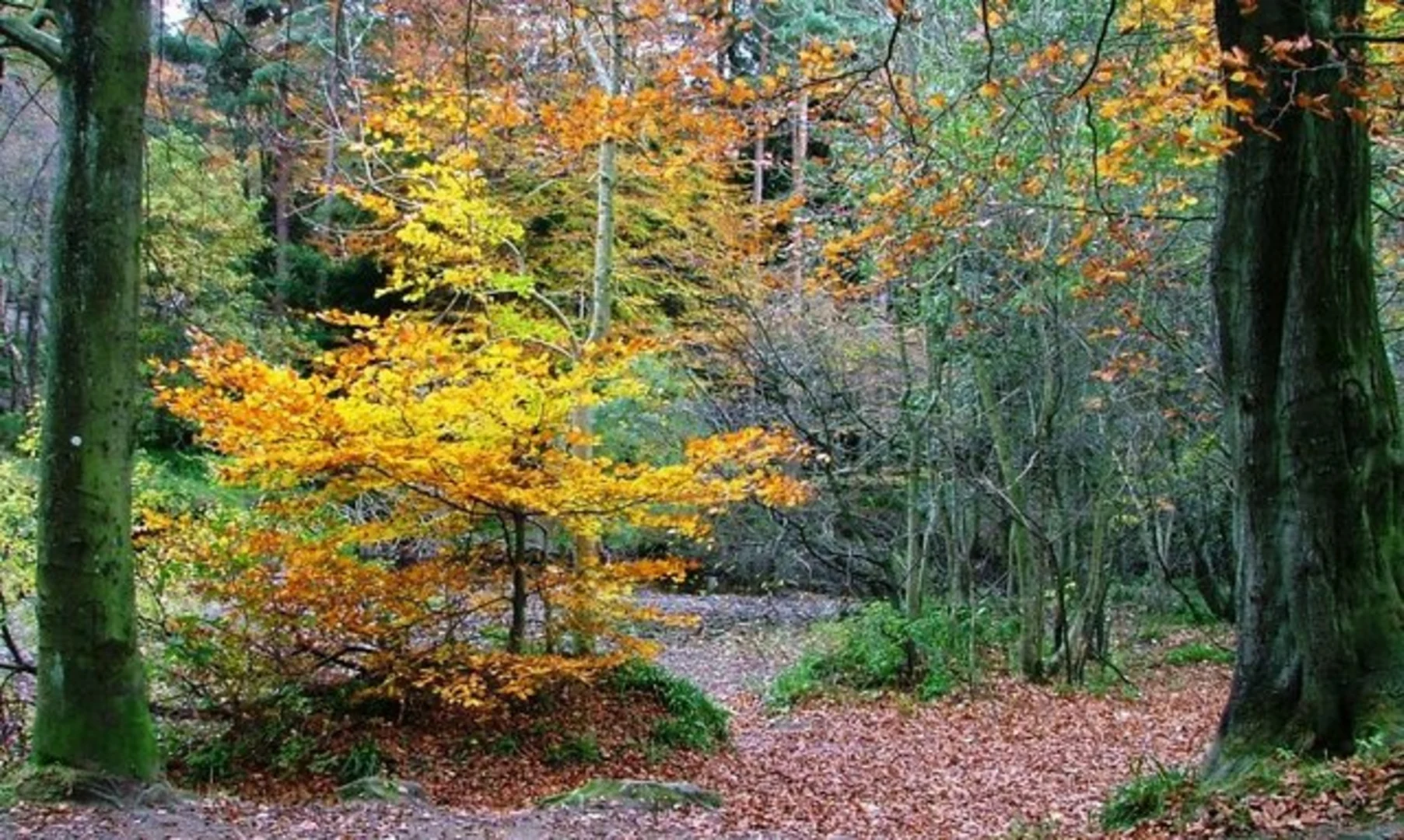An image depicting the trail Low Retford Wood Loop and its surrounding area.