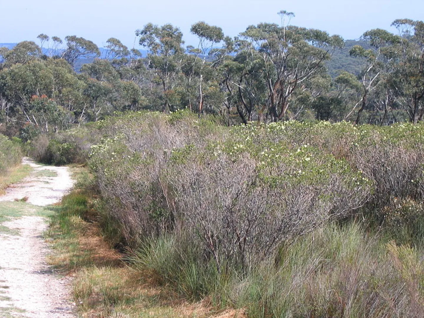 An image depicting the trail Cooks Nose Track and its surrounding area.
