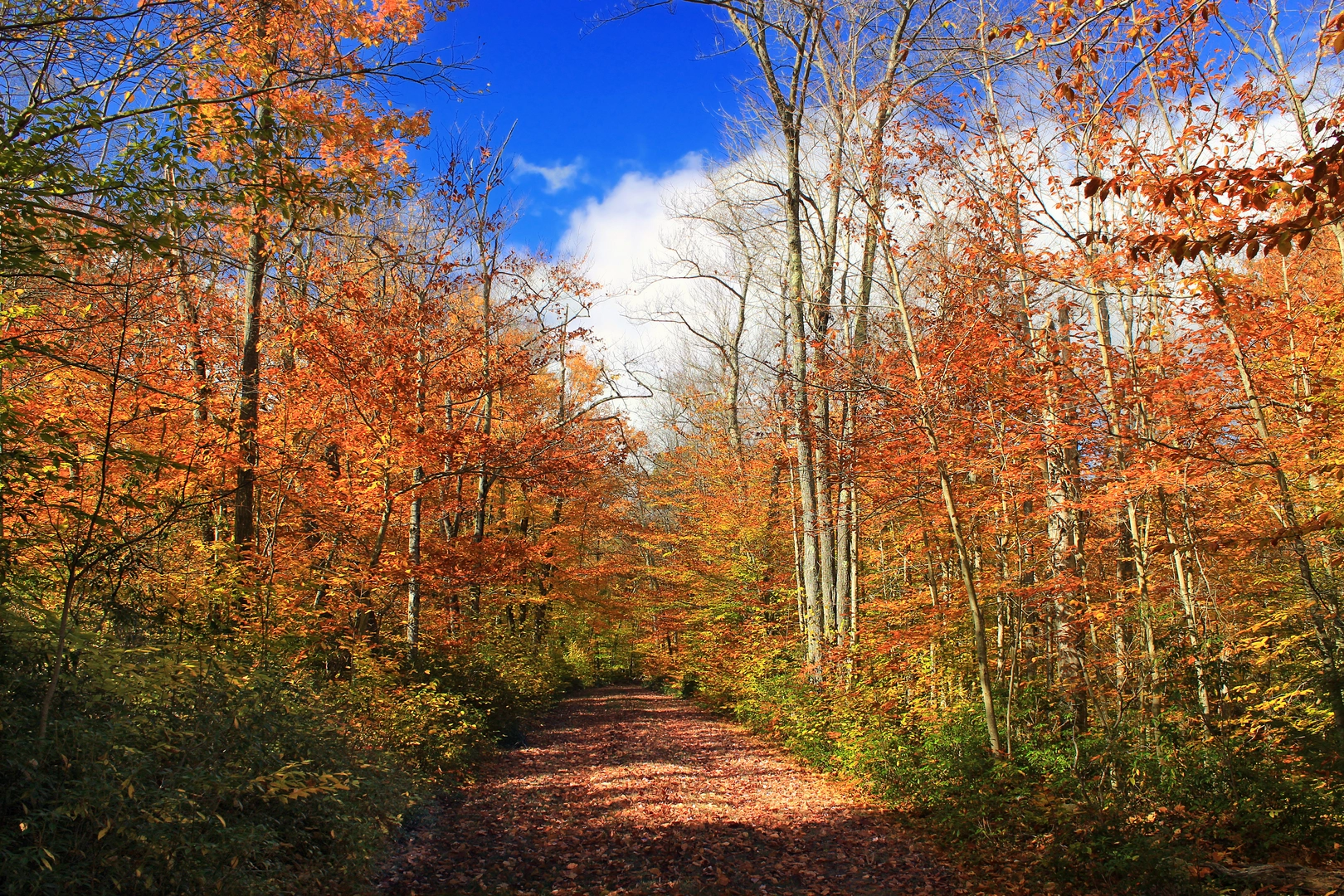 An image depicting the trail Pinchot Loop Trail and its surrounding area.