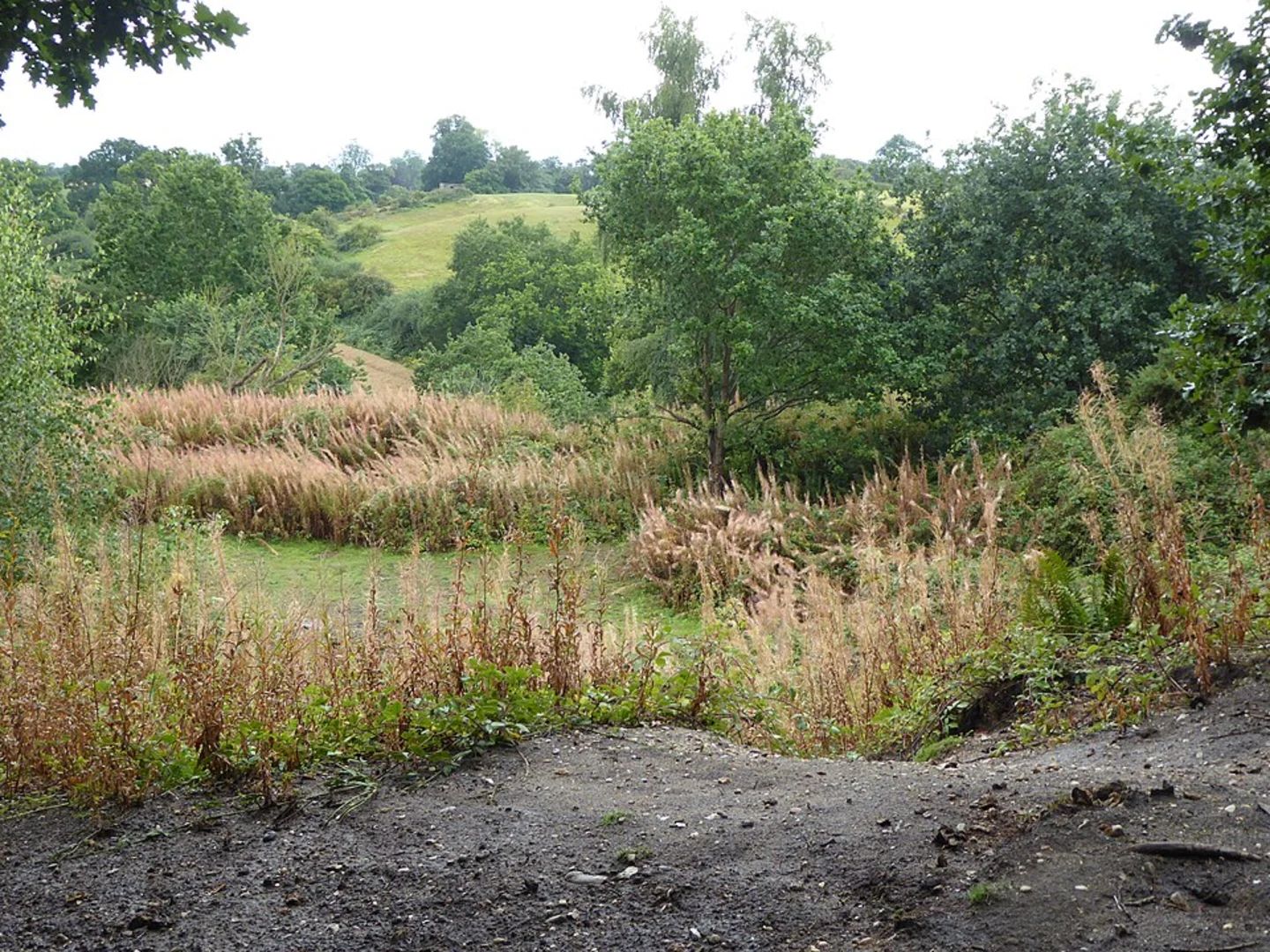 An image depicting the trail Hadleigh to Kersey Loop Walk and its surrounding area.
