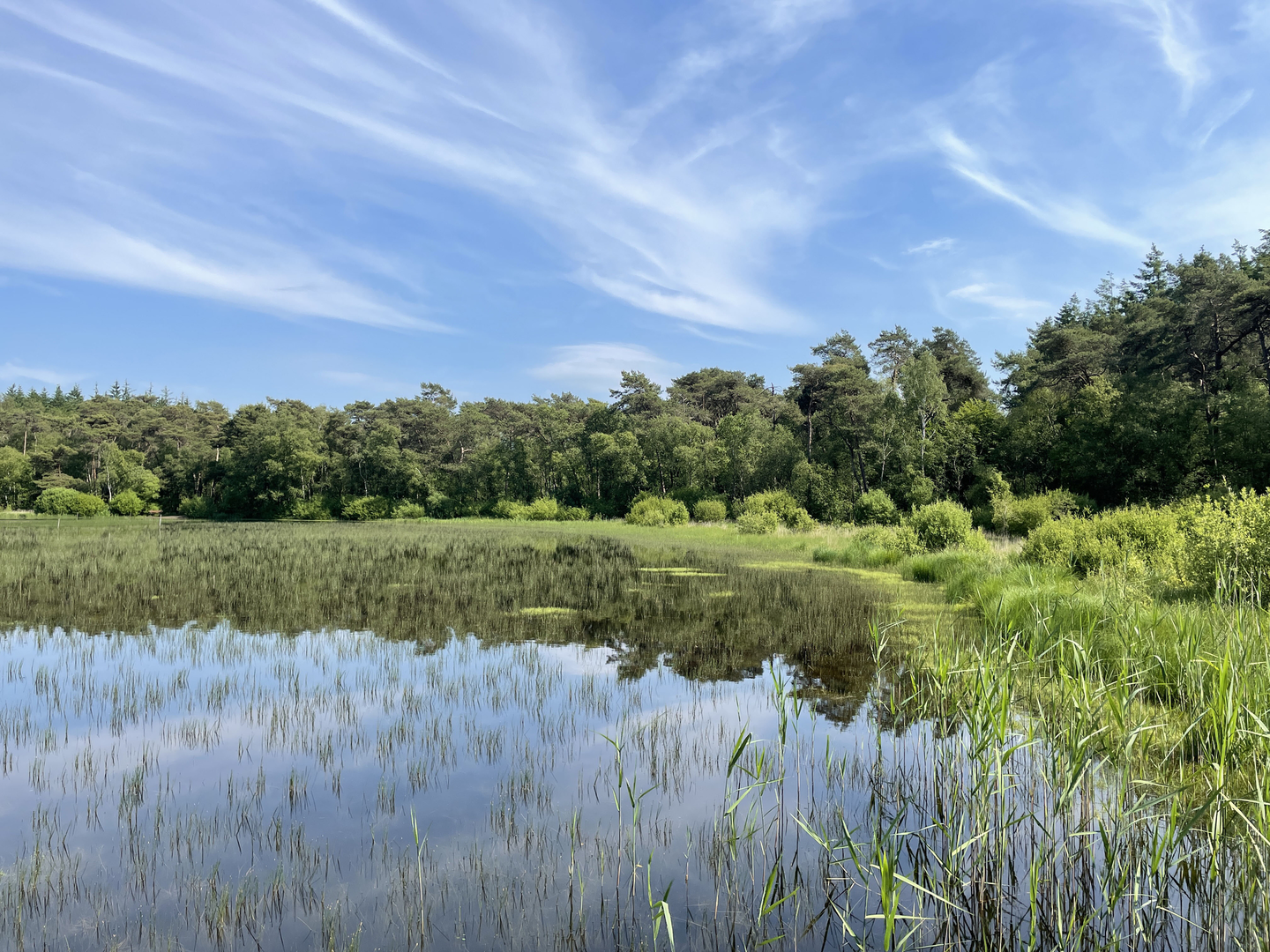 An image depicting the trail Wite Mar, Alpherbosk and Het Witte Huis Loop and its surrounding area.
