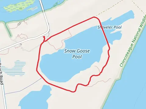 Snow Goose and Shoveler Pool Loop