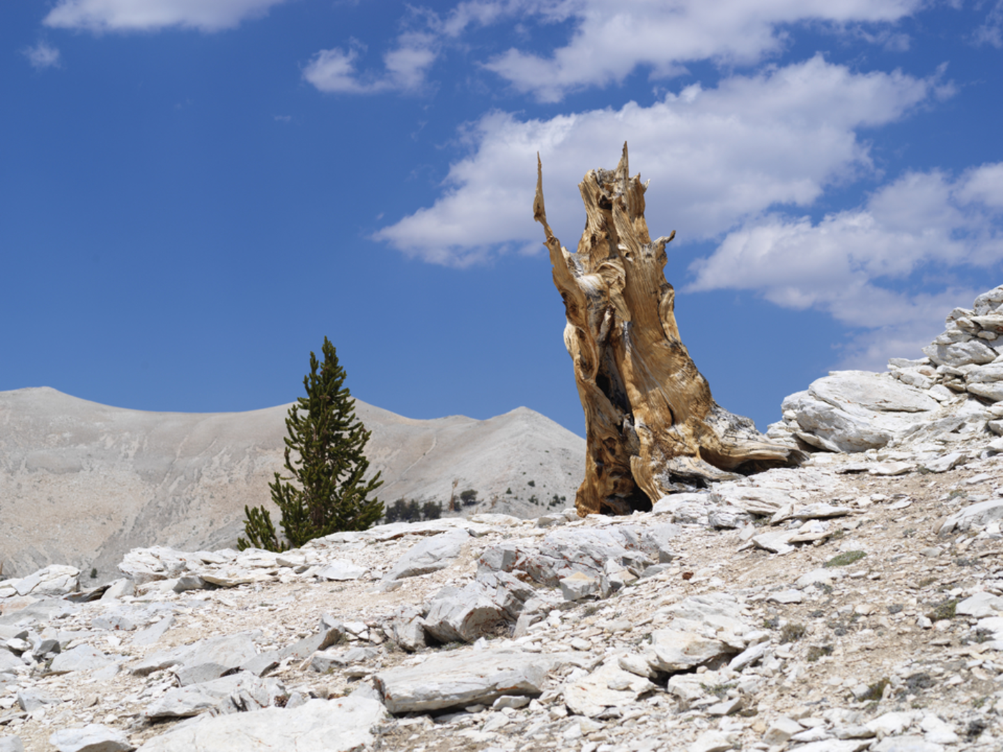 An image depicting the trail Patriarch Grove Trail and its surrounding area.