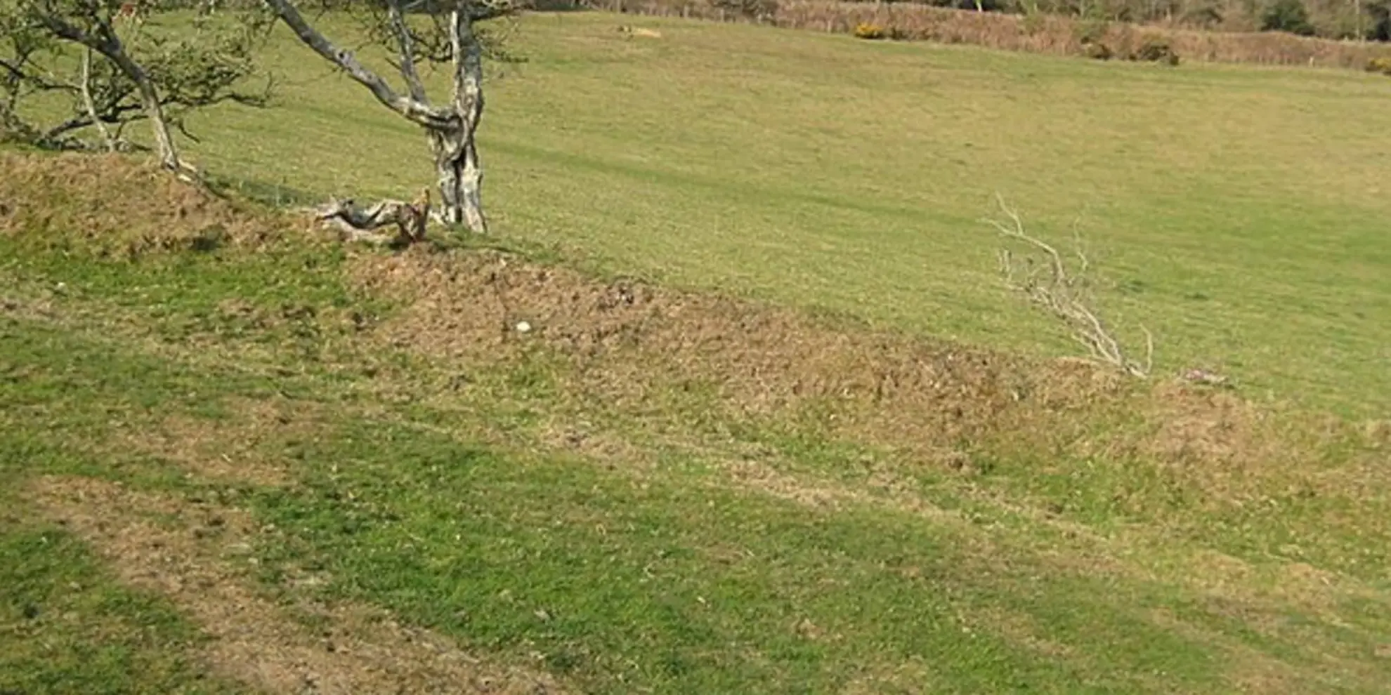 An image depicting the trail Langdon Hill Walk and its surrounding area.