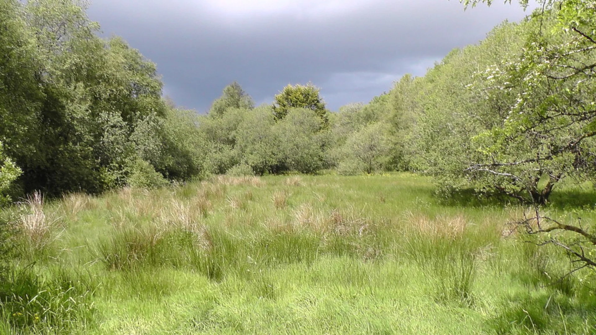 An image depicting the trail Carnagh Forest - Jointy's Lake Trail and its surrounding area.