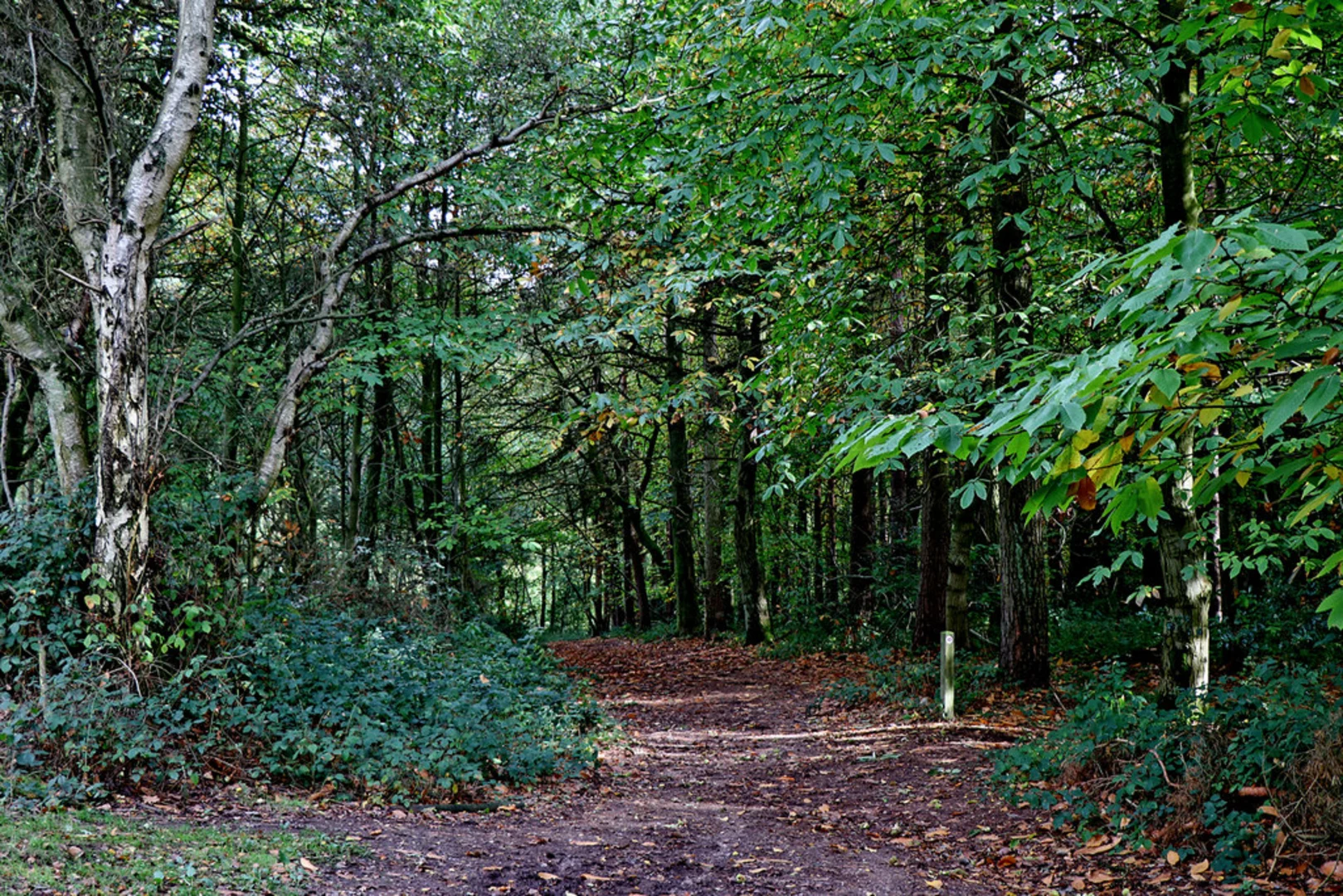 Gorse Covert and Nanny's Rock Loop | Staffordshire | England