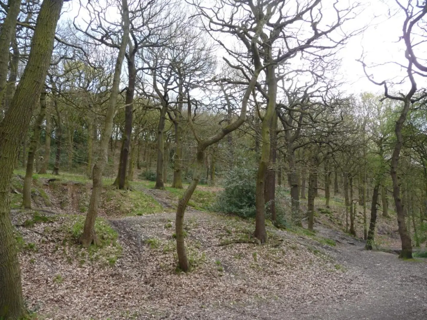 An image depicting the trail Coxley Beck and Woods Loop and its surrounding area.