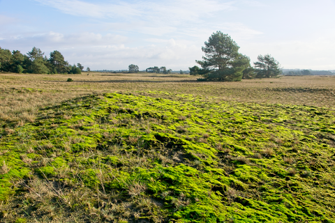 De Pollen, Otterlose Zand and Deelense Veld Loop