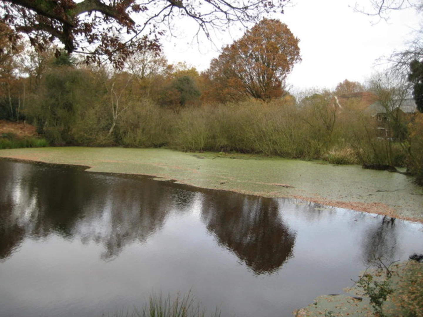 An image depicting the trail Littleworth Common, Burnham Beeches and Dorney Woods Loop and its surrounding area.