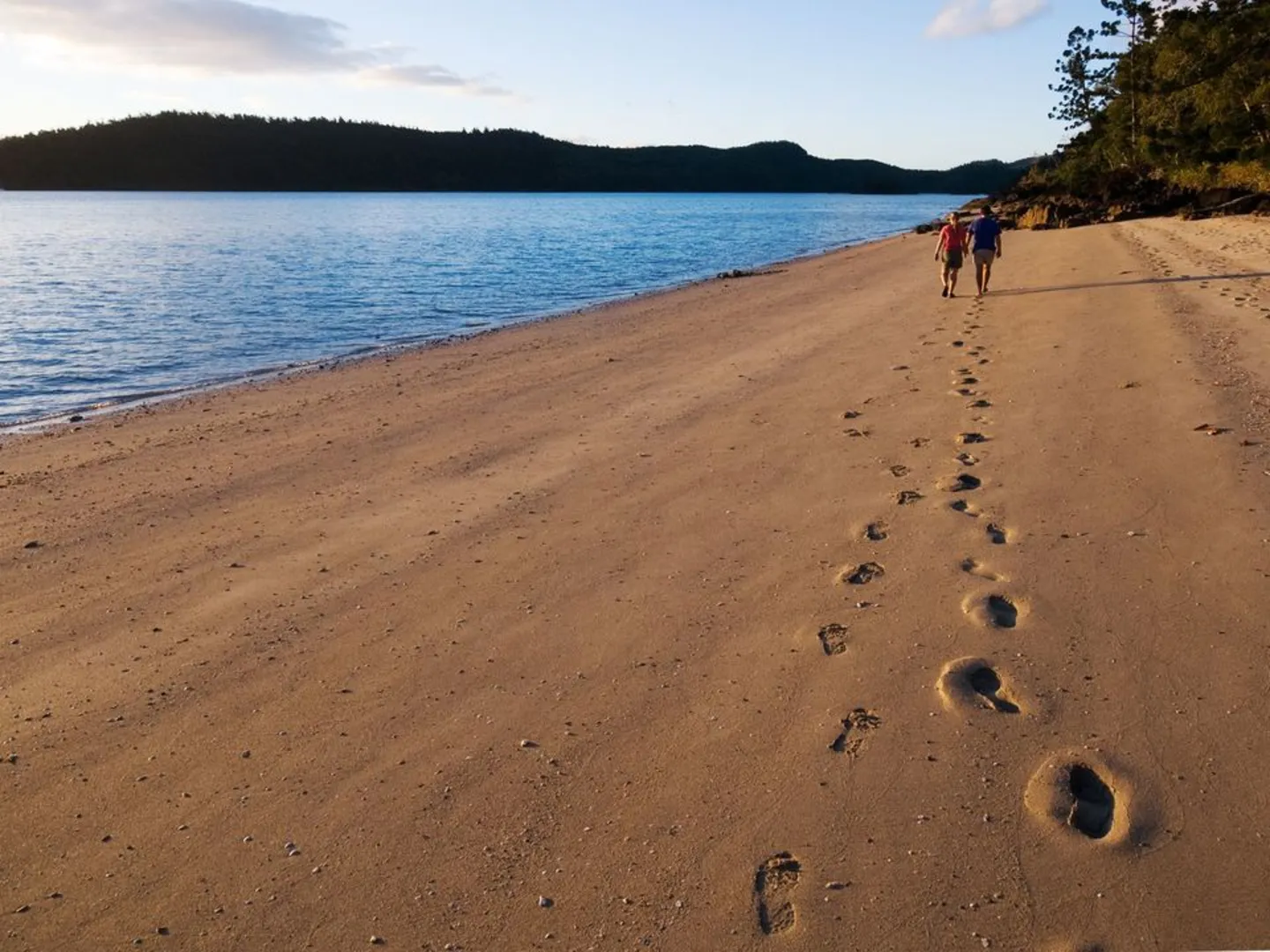 An image depicting the trail Dugong - Sawmill Track and its surrounding area.