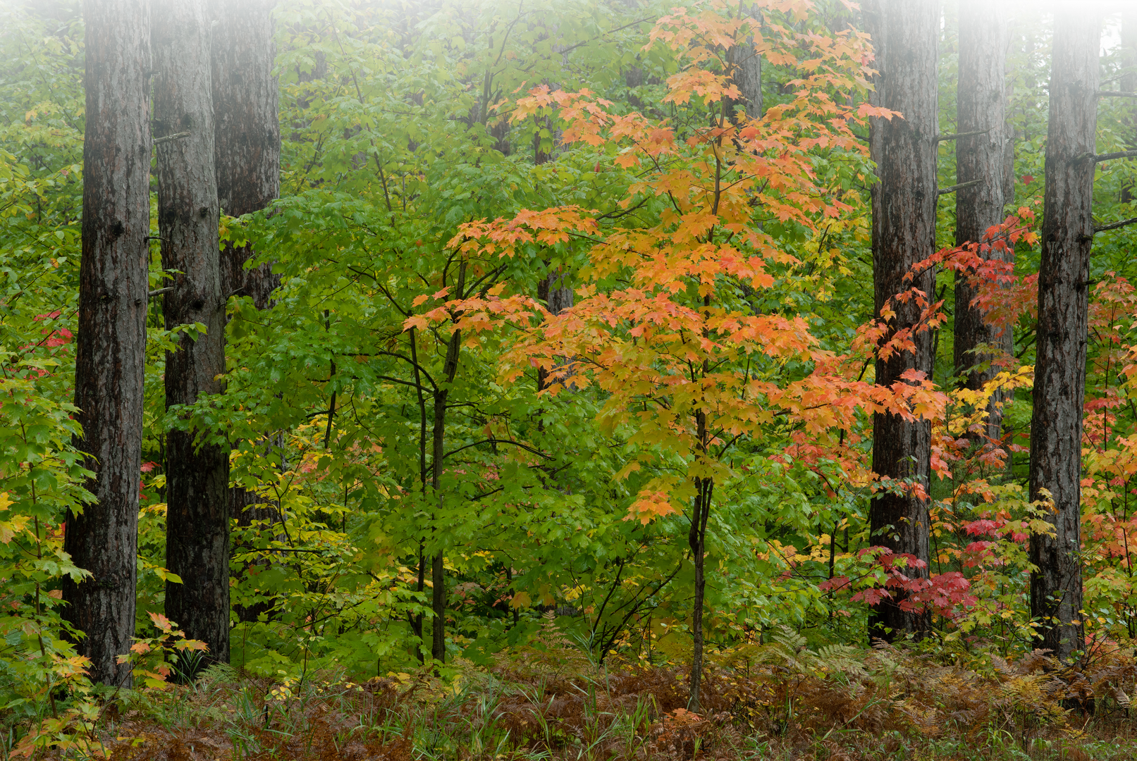 An image depicting the trail Pine Marten Run Trail and its surrounding area.